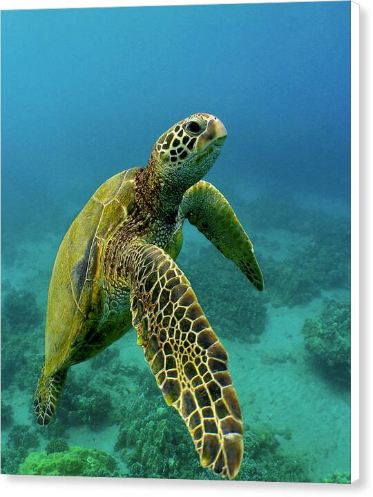 Honu - Canvas Print