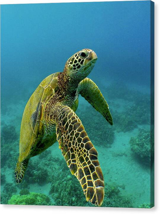 Honu - Canvas Print