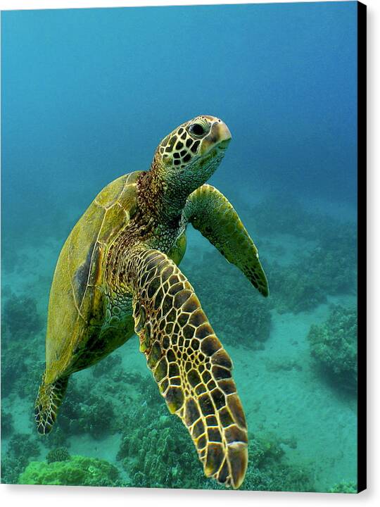 Honu - Canvas Print