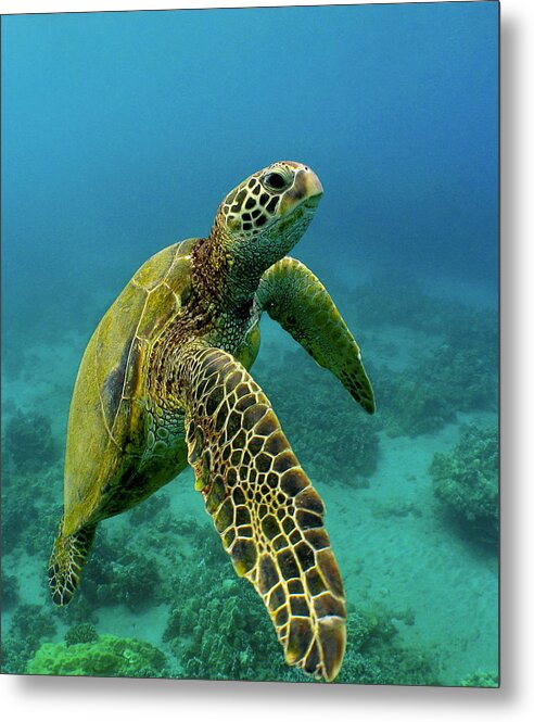 Honu - Metal Print
