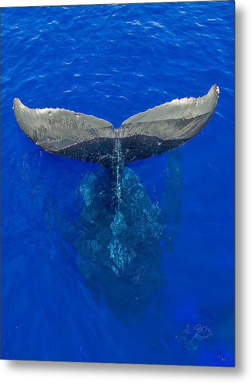 Peace - Metal Print